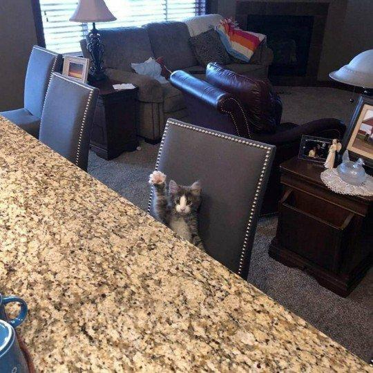 A tiny cat sitting on a dining chair in front of the dining table raises a paw bolt upright as though wishing to ask a question