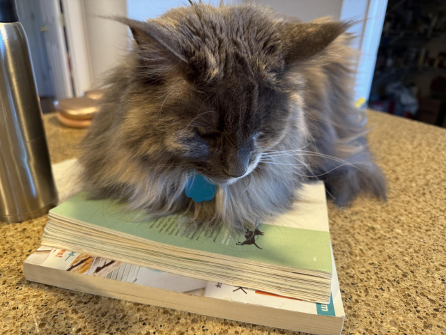 Fluffy, beige and grey cat is laying on a cookbook on a granite countertop