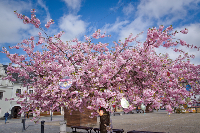 Růžově rozkvetly strom zabírající skoro celou plochu snímku. V pozadí několik budov na náměstí.