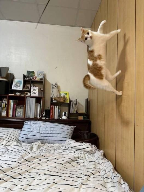 Photo of an orange and white cat jumping on a wall above a bed, but it looks like the kitty is just walking up it while ignoring gravity.