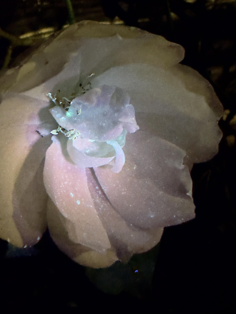 A white flower in the dark with speckles of glowing colour on them like stars