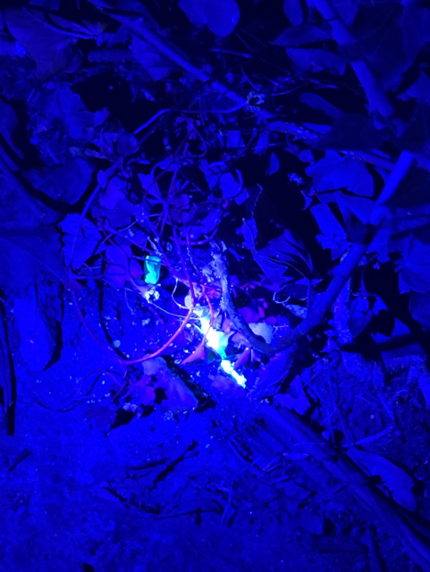 Some glowing red tendrils of plants with splashes of colour across it, probably some kind of animal excretion