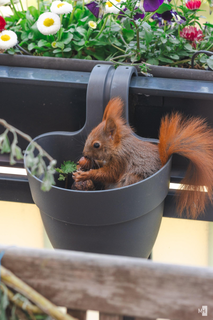 Ein kleines rotes Eichhörnchen sitzt in einem Blumenkübel, der an der Balkonbalustrade hängt.