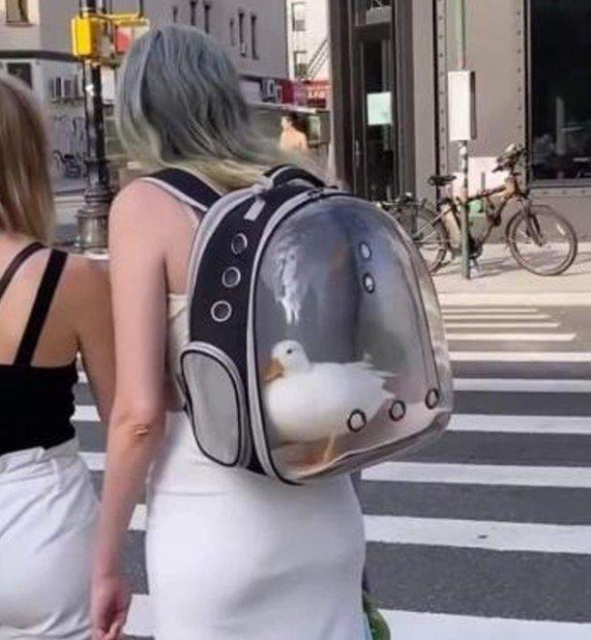 A girl with a duck in her backpack