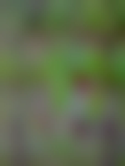 Green plants and white and purple and pink flowers in the ground - a photo while out on a drizzly walk