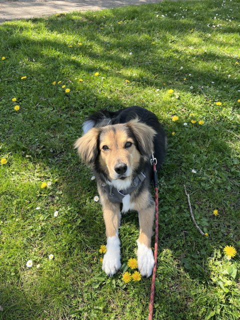My beautiful dog in a green field with flowers