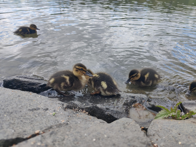 More fluffy duckies