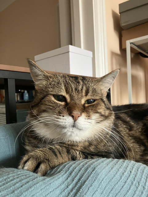 Vimes, a tabby cat looking smug on the sofa