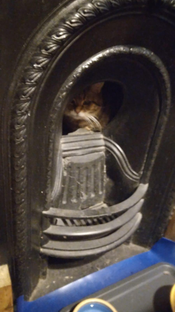 Vimes, a tabby cat looking out from inside a small gas fireplace