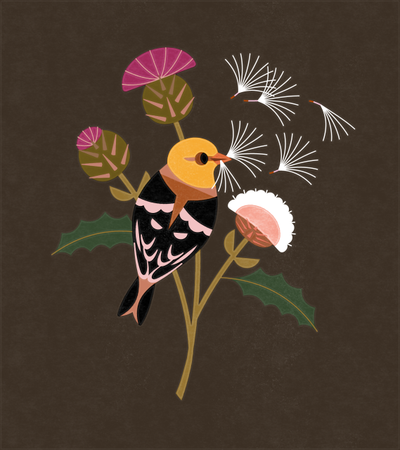 Flat illustration of a Female Goldfinch munching on Thistle seeds. The thistledown flies off in the breeze. 