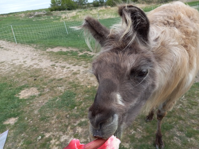 A close-up of a fuzzy brown llama gently biting down on a stalk of rhubarb.  He looks intensely interested.  In the background is a grassy field and an electronet fence.
