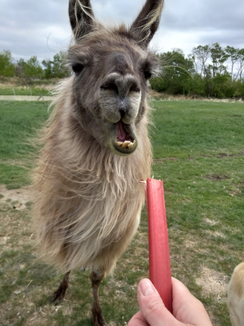 A close-up of the fuzzy brown llama happily chewing the rhubarb, while a hand holds the rhubarb stalk in front of him.  In the background is a grassy field, some scrubby trees, and a cloud-covered sky.