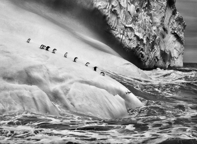 A photo by Sebastião Salgado of a parade of penguins moving across the ice with one diving into the ocean. I am not doing it justice. Sorry.