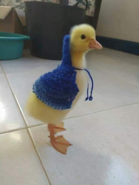 A random duck picture