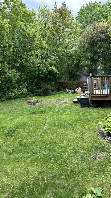 A freshly cut back yard