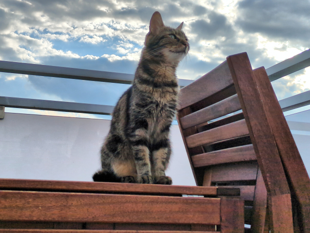 tabby cat on the lookout