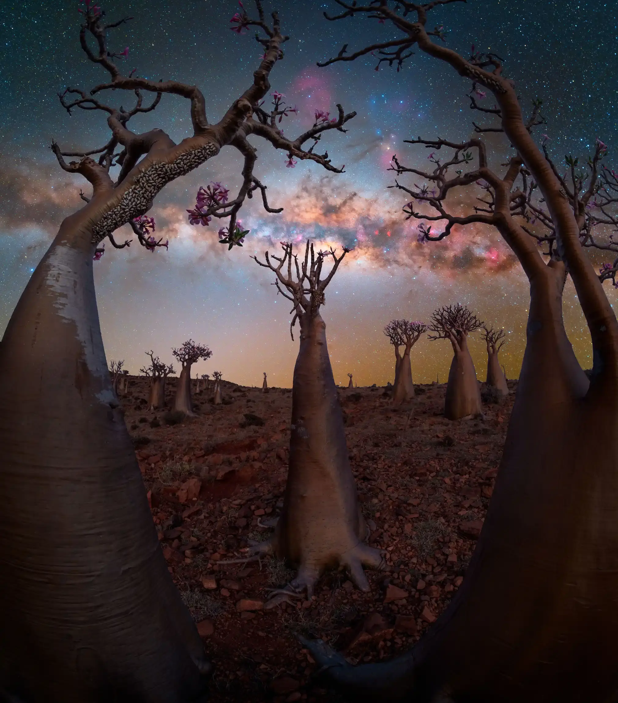 Milky Way behind bottle trees on Socotra.