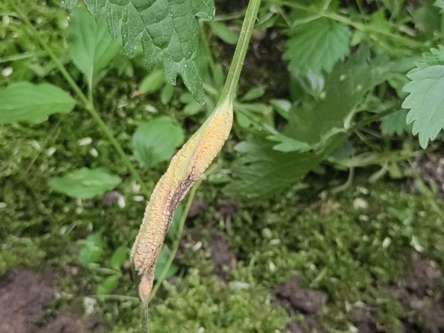 A weird bulge in the stem of a stinging nettle. It looks like some sort of yellow fungus(?) might be present on the plant?