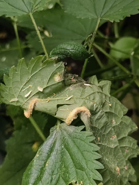 Another picture of the nettle, this time with of few of those yellow bulged on the underside of some leaves.