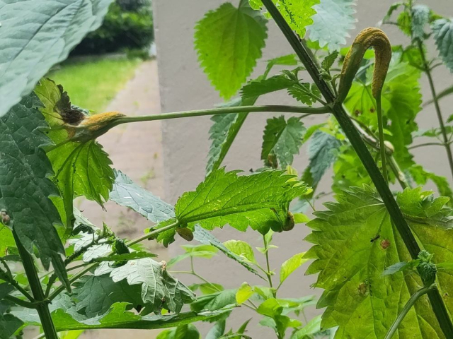 One more picture showing two more of the weird yellow things.