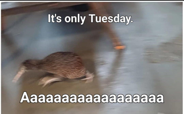 A kiwi running with the text "It's only Tuesday. Aaaaaaaaaaaaaaaaaa."