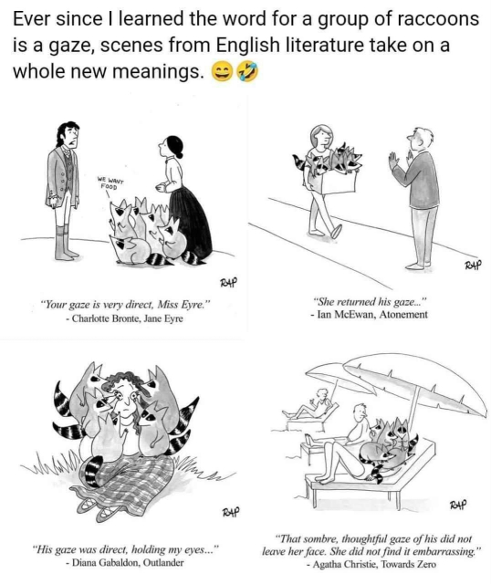 he text above the image reads: Ever since I learned the word for a group of raccoons is a gaze, scenes from English literature take on whole new meanings. [laughing-emoji] 
Within the image, there are four different scenes corresponding to different literary quotes. Number 1: "Your gaze is very direct, Miss Eyre" from Charlotte Bronte's Jane Eyre. In the picture, Jane Eyre is accompanied by a group of raccoons, one of whom has just said to Mr. Rochester, "We want food!" Number 2: "She returned his gaze" from Ian McEwan's Atonement shows a woman carrying a box full of raccoons back to her reluctant ex-boyfriend. Number 3: "His gaze was direct, holding my eyes" from Diana Gabaldon's Outlander shows a clustered group of racoons physically holding open a shocked woman's eyelids. And number 4: "That somber, thoughtful gaze of his did not leave her face. She did not find it embarrassing" from Agatha Christie's Towards Zero shows a woman on a sun-lounger with her face entirely covered by a swarm of raccoons.
