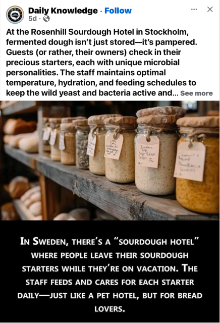 IN SWEDEN, THERE'S A "SOURDOUGH HOTEL" WHERE PEOPLE LEAVE THEIR SOURDOUGH STARTERS WHILE THEY'RE ON VACATION. THE STAFF FEEDS AND CARES FOR EACH STARTER DAILY—JUST LIKE A PET HOTEL, BUT FOR BREAD LOVERS.
