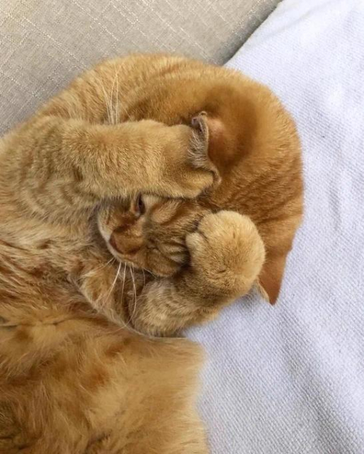 A photograph of a ginger cat, holding its head in both paws as if in despair