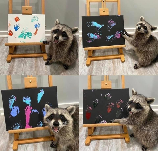 Four panels of a happy looking raccoon proudly showing off their art. One is on a white canvas and three are on black, and they all have raccoon pawprints in various colors.