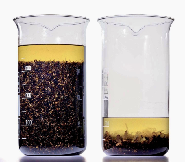 Two cylindrical 2 liter lab glasses, both containing a light brown fluid with a mass of insects at the bottom. The left glass gas more than 1500 mL of insects, the right glass around 250 mL.