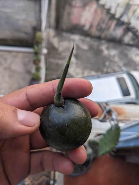 Una fruta esférica verde oscuro con un brote puntiagudo de bambú sostenida por mi mano izquierda