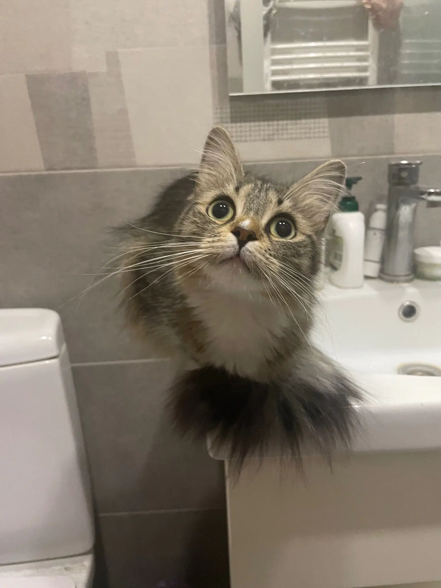 Nova is sitting on an edge of the bathroom sink and staring above the camera with huge owo eyes