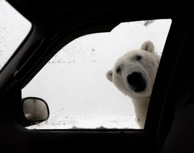 A polar bear leans to peer into the passenger side of a vehicle. Photo is taken from inside the vehicle.