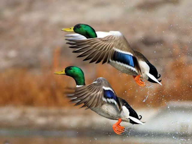 A random duck picture