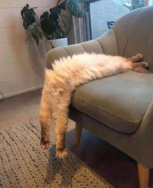A cat appears almost boneless laying down on and over the edge of an armchair
