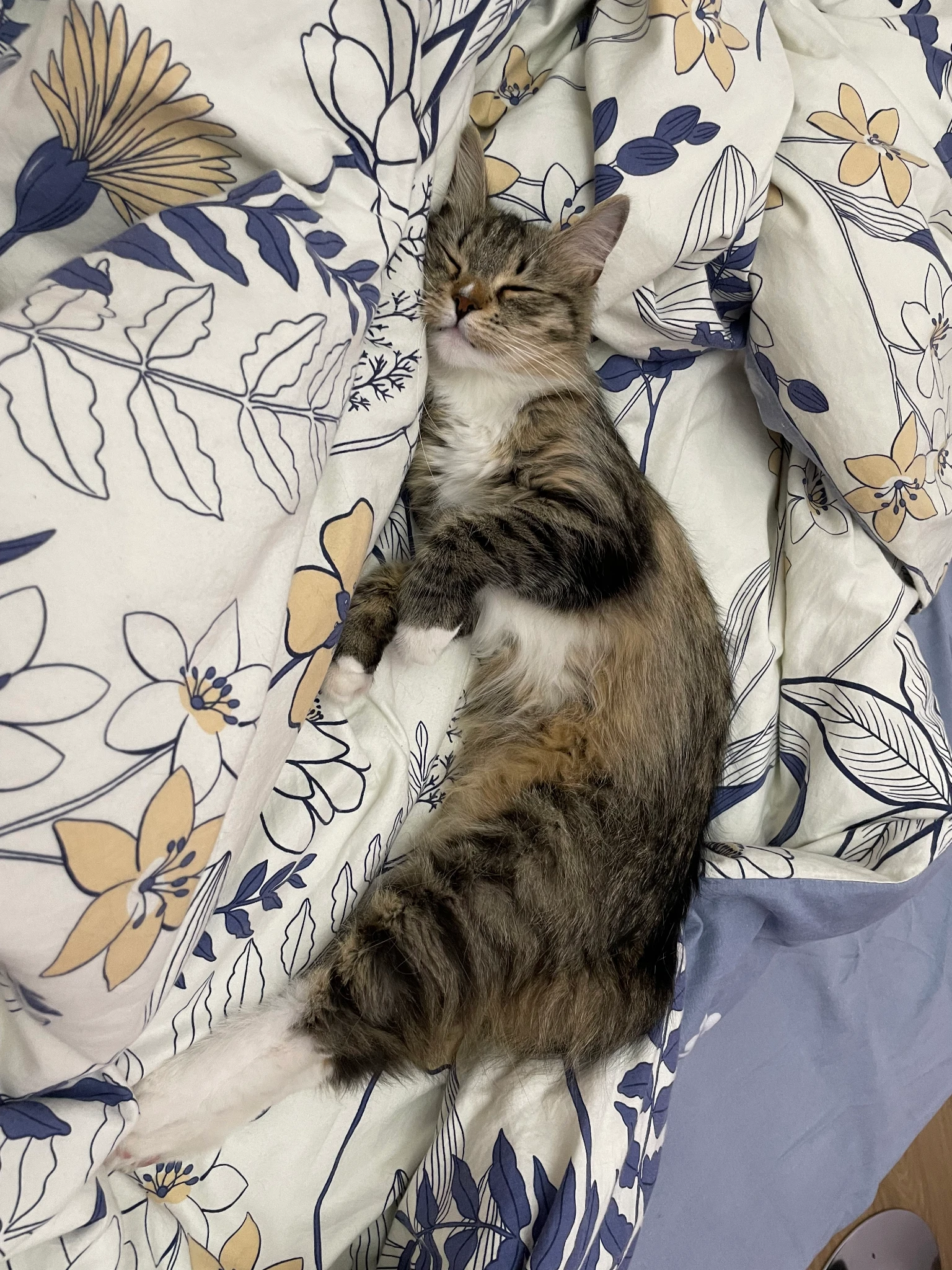 Nova is eeping on the bed, on her side. Her tail is not visible so is probably under her somewhere