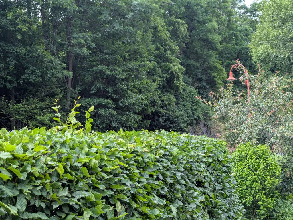 Eine beschnittene Buchenhecke. Oben wurden an einer Stelle ein paar Triebe stehen gelassen.