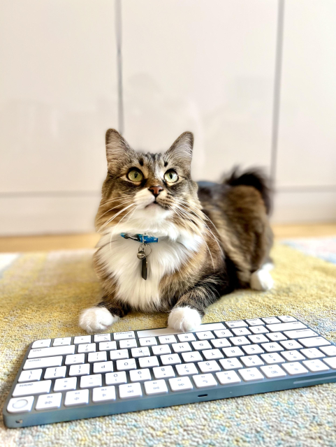 A small brown and white cat gazes up while laying on a rug behind an Apple Magic Keyboard. She has one white paw on the space bar. She's extremely cute.