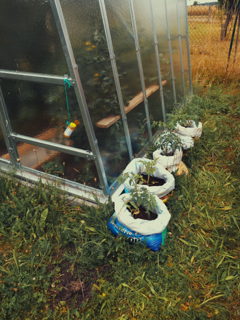 Pohled na boční stranu kovového skleníku s neprůhlednými panely, za nimiž se rýsují stíny listů rostlin. Před skleníkem stojí na trávě bílé pytle s tmavou zeminou, ve kterých vyrůstají tenké zelené sazenice rajčat.