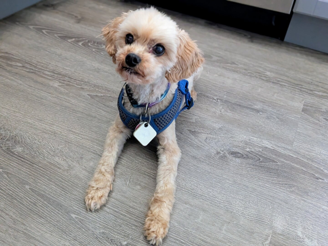 A small white dog wearing a blue harness