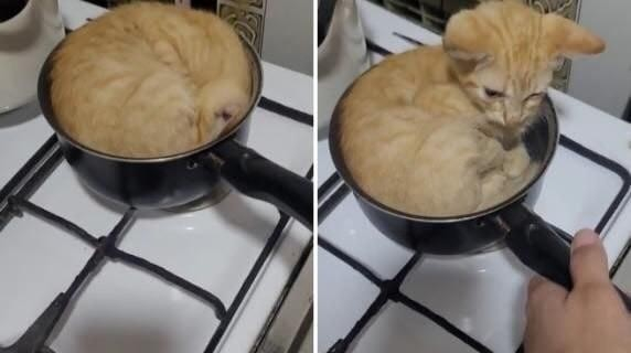 Side by side photo of orange kitten curled up into a ball inside a pot in the counter top. The photo on the right, someone moves the pot a little and the cutie's head pops up.