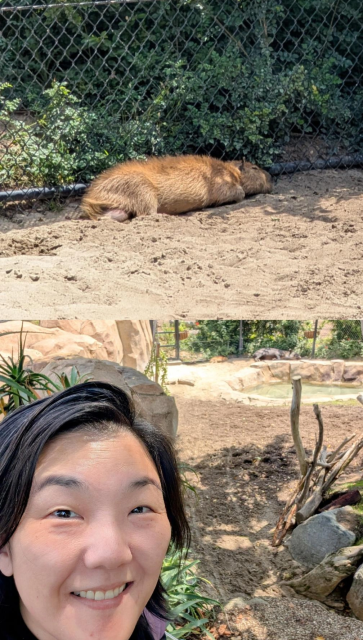 Two photos on top of each other. Top photo is of a capybara sleeping on the ground next to a fence. Bottom photo is of Joy the artist standing far away from the capybara, looking at the camera. The capybara is in the distance, sleeping next to a tapir.