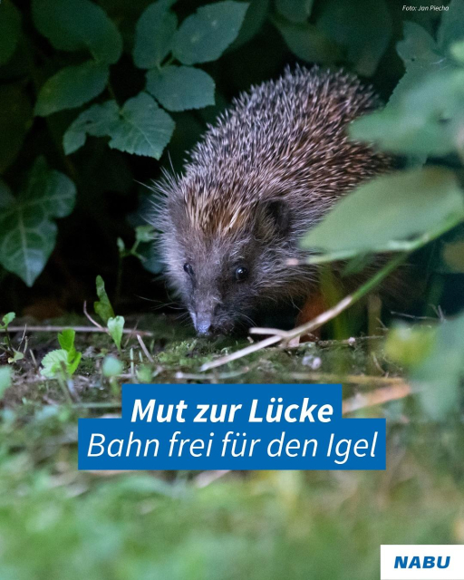 Ein Igel schaut aus dem Gebüsch. Darunter der Text: Mut zur Lücke Bahn frei für den Igel