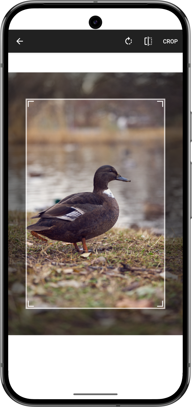 Old image editor, showing a photo of a duck being cropped. The background is white and a black toolbar hovers weirdly on top