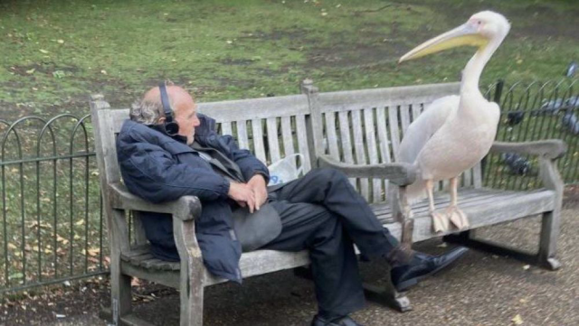 An old man wearing headphones sits on a park bench with a pelican.