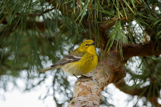 a bright yellow pine warbler stands on a smooth barked tree limb surrounded by green needles. they have a tiny black beak that is pointed up slightly as they take in their surroundings. their head and chest are almost entirely yellow with flecks of black. they have black and white banding on their wings. the bottom of their feet are slightly visible and are yellow while the rest of their leg is black 