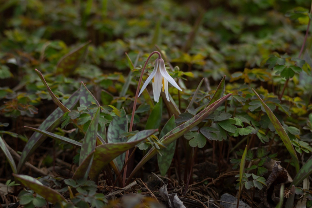 a single white flower hangs down from from a curved pink stem. the center is bright yellow and the leaves are green with splotches of red making them look like the patterning on a trout. they are nestled among some other low plants and trout lilies, all green though, it is the only flower visible