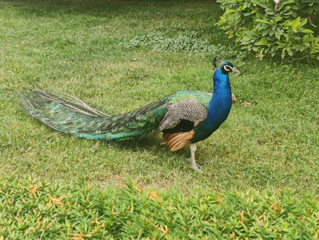 Peacock on a grass chilling in Vojanovy sady in the city center.