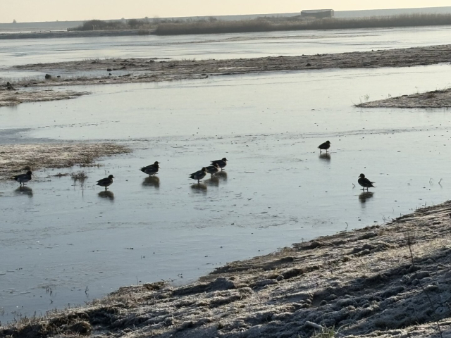 Some wigeon standing on the surface of a lagoon that has entirely frozen at RSPB Frampton
