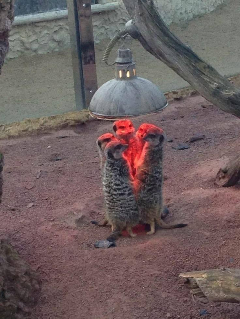 Five meerkats stand in a circle under a heatlamp in what looks to be a religious gathering to take over the world.